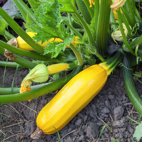 Gelbe Zucchini Sunlight F1 Pflanzen - Willemse