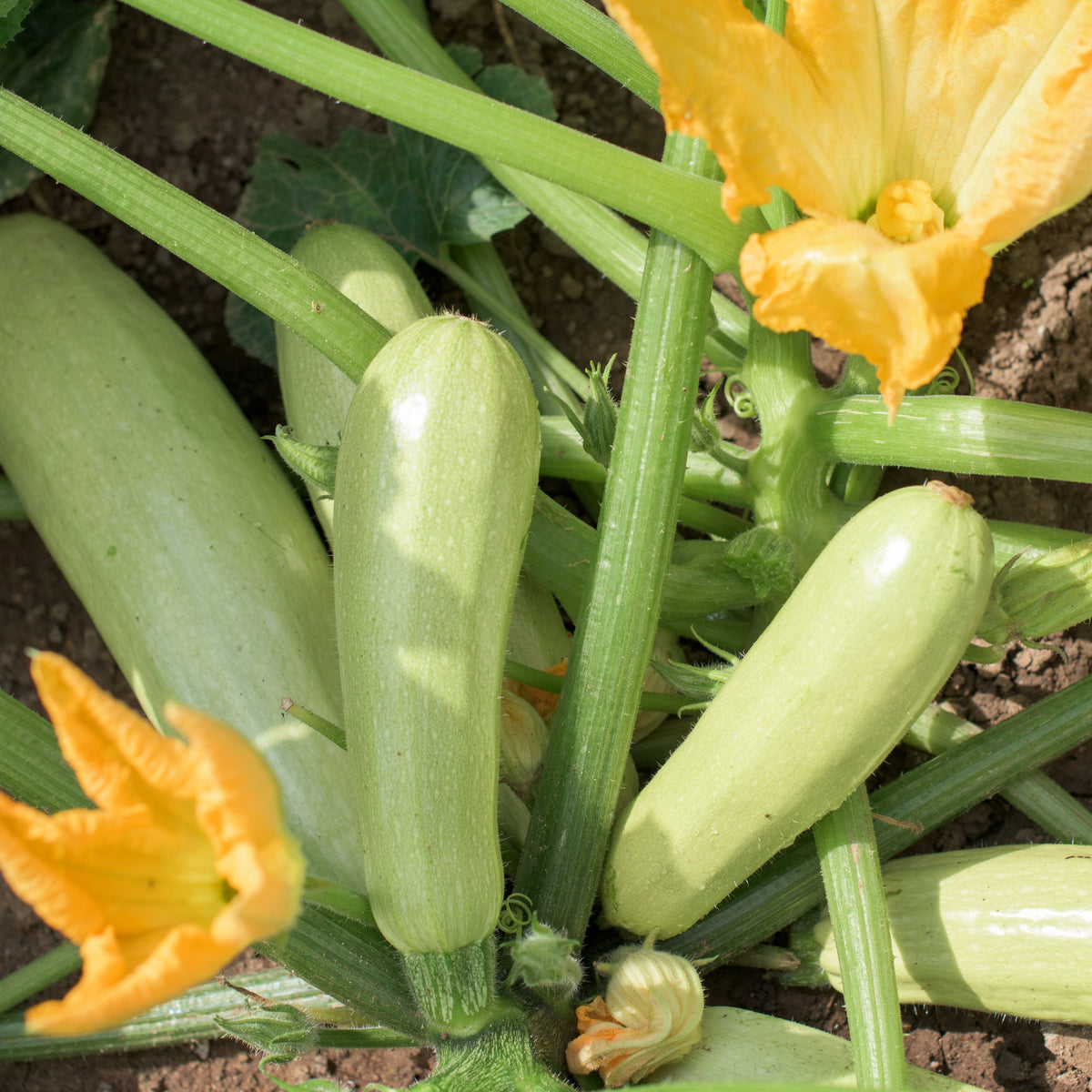 Zucchini Lorea Pflanzen - Willemse