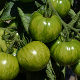 Tomate Green Zebra Pflanzen - Solanum lycopersicum green zebra - Willemse