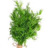 Dill Pflanze - Willemse