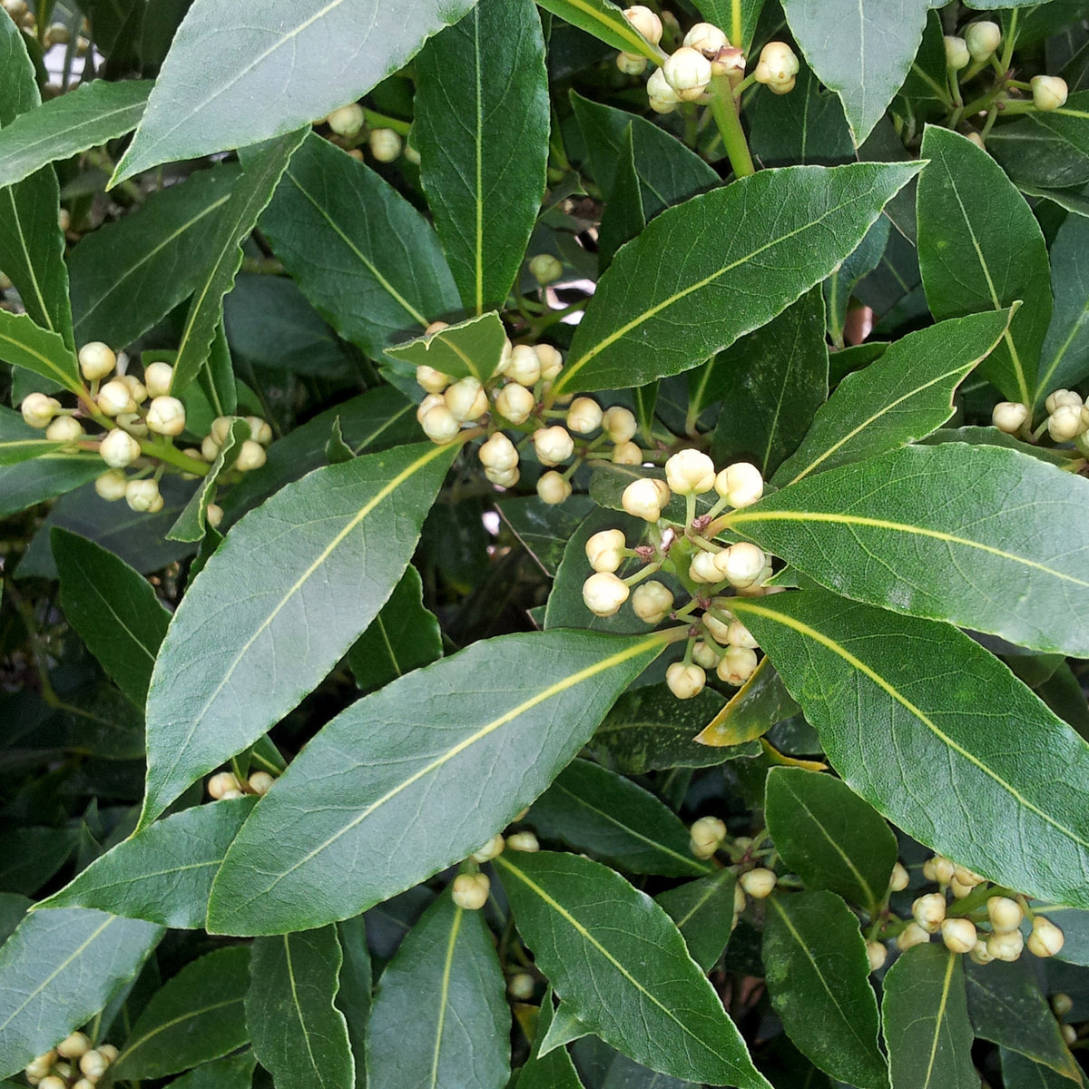 Echte Lorbeer Pflanze - Laurus nobilis - Willemse
