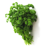 Krause Petersilie Pflanze - Willemse