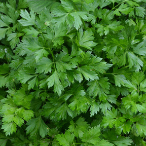 Petersilie Pflanze - Willemse