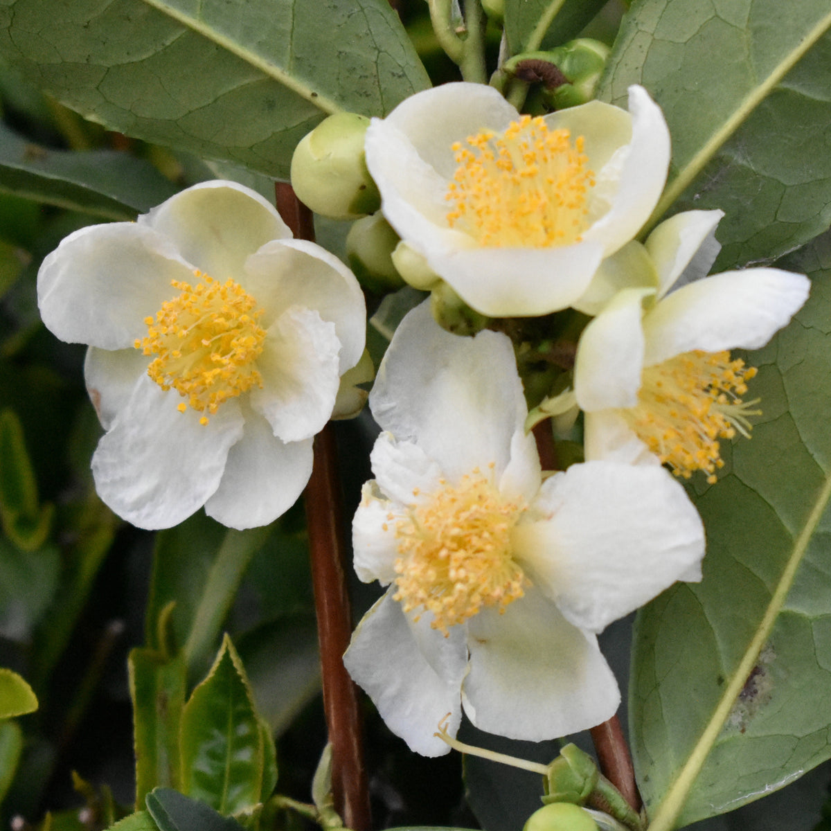 Teebaum - Camellia sinensis - Willemse