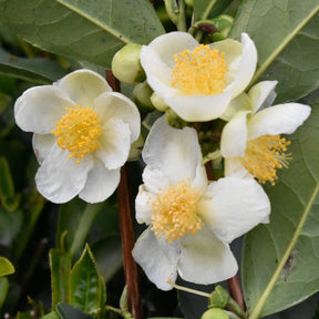 Teebaum - Camellia sinensis - Willemse
