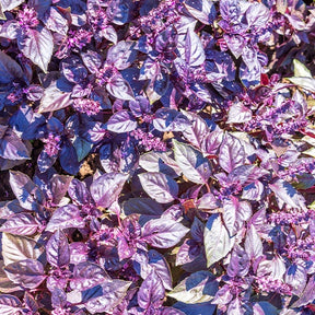 Rotblättriger Basilikum Dark Opal Bio - Ocimum basilicum dark opal - Willemse