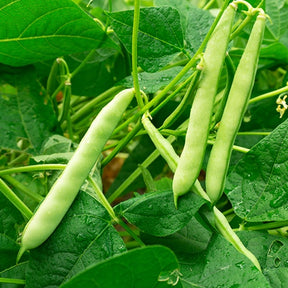 Buschbohne Speedy Bio - Phaseolus vulgaris speedy - Willemse