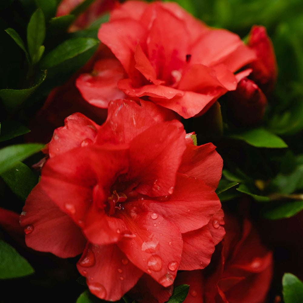Azalea japonica red - Japanische Azalee rot - Azaleen