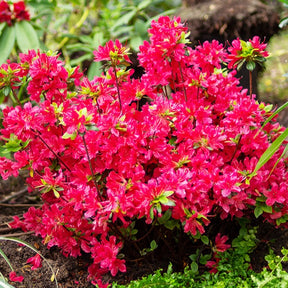 Japanische Azalee rot - Willemse