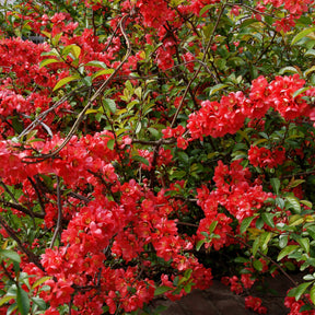 Japanische Zierquitte - Chaenomeles japonica - Willemse
