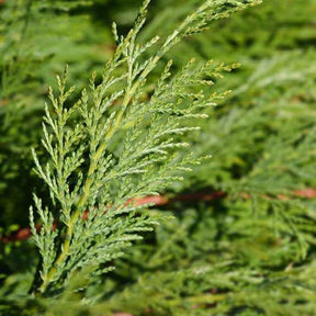 Heckensträucher - Leyland-Zypresse - Cupressus leylandii