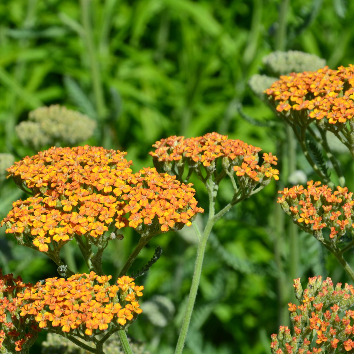 Achillea Terracotta - Achillea hybride terracotta - Sträucher und Stauden