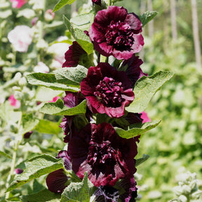 Stockrose gefüllt kastanienbraun - Willemse