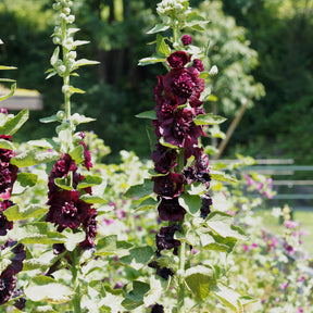 Stockrose gefüllt kastanienbraun - Alcea rosea chaters double group chesnut-brown - Willemse