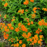 Schmetterlings-Seidenpflanze - Asclepia tuberosa - Willemse
