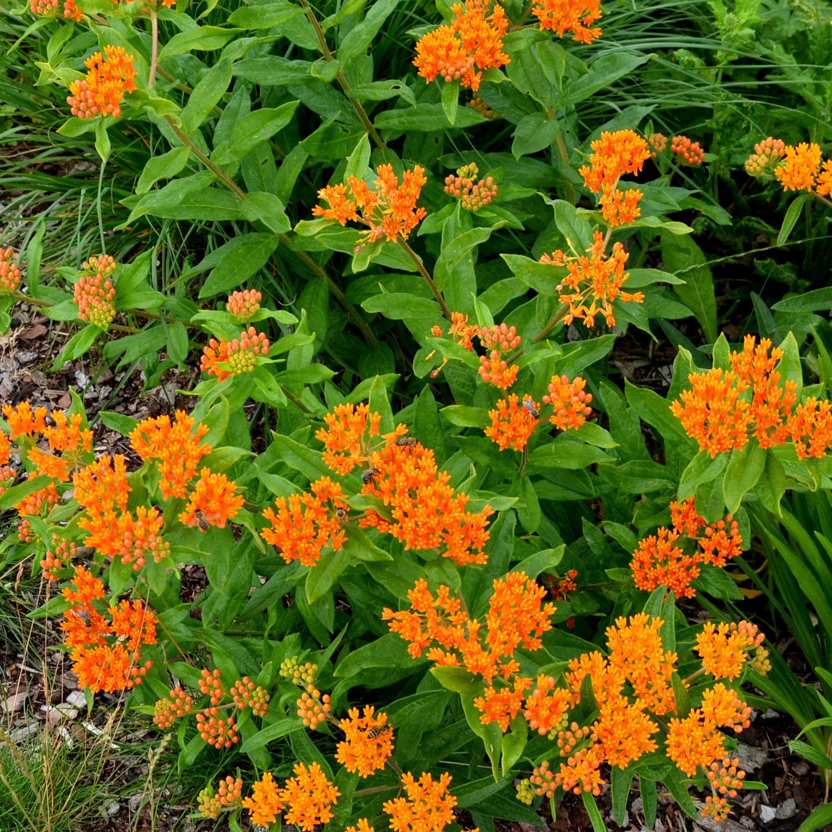 Schmetterlings-Seidenpflanze - Asclepia tuberosa - Willemse