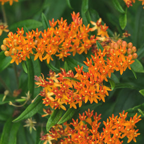 Schmetterlings-Seidenpflanze - Willemse