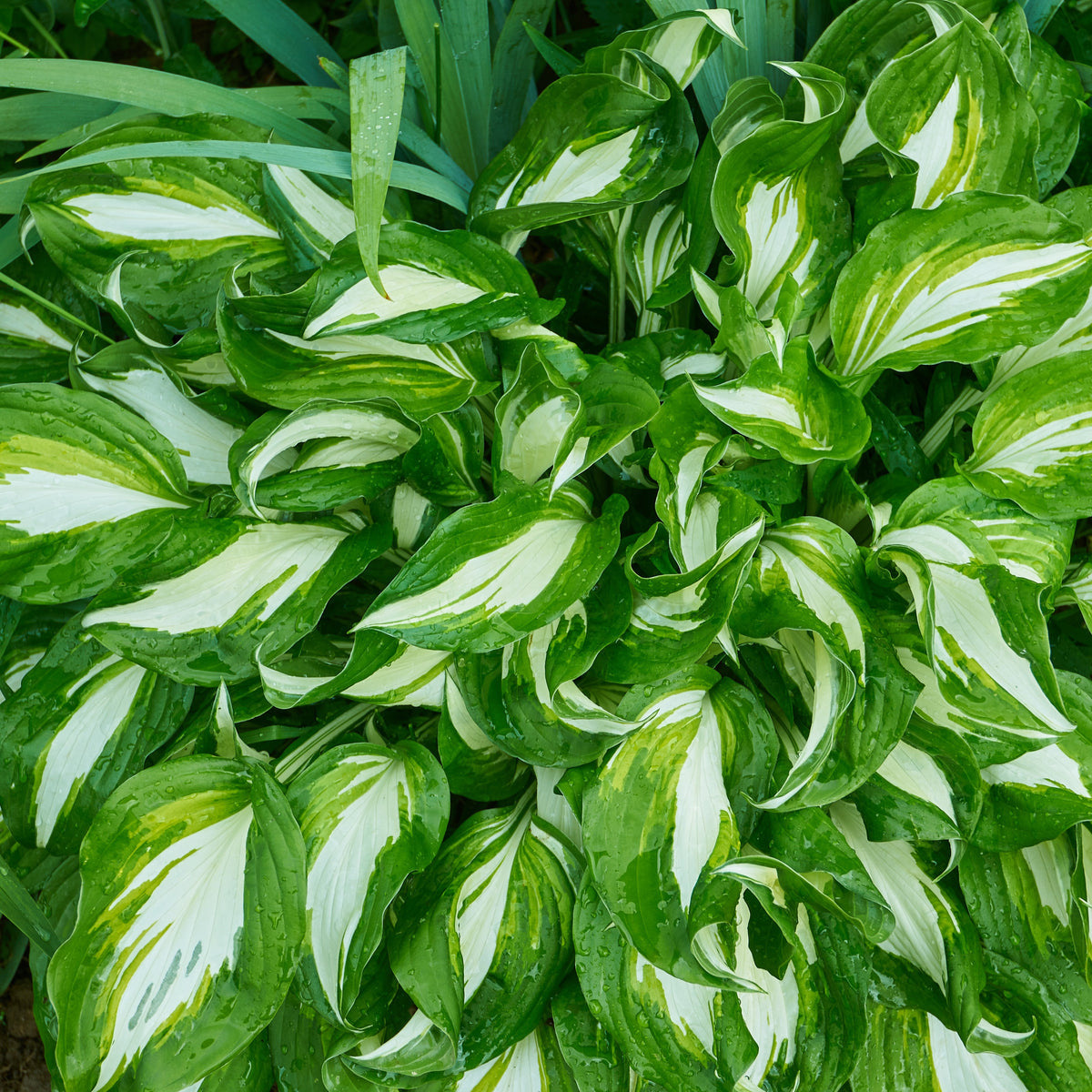 Hosta mit gewellten Blättern Mediovariegata - Hosta undulata mediovariegata - Willemse