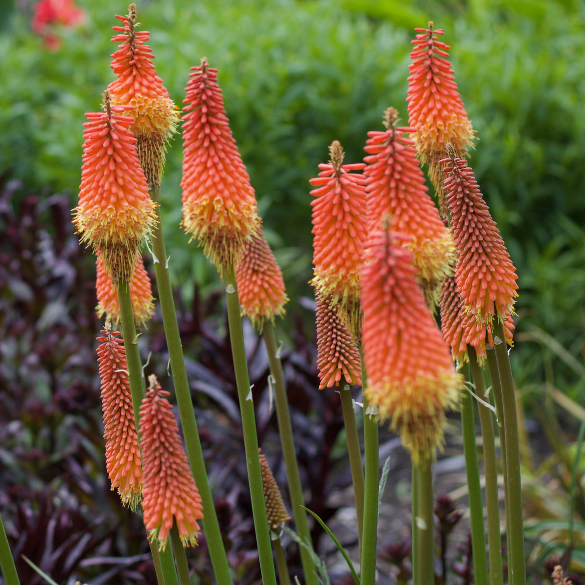 Fackellilie Alcazar - Kniphofia 'alcazar' - Willemse
