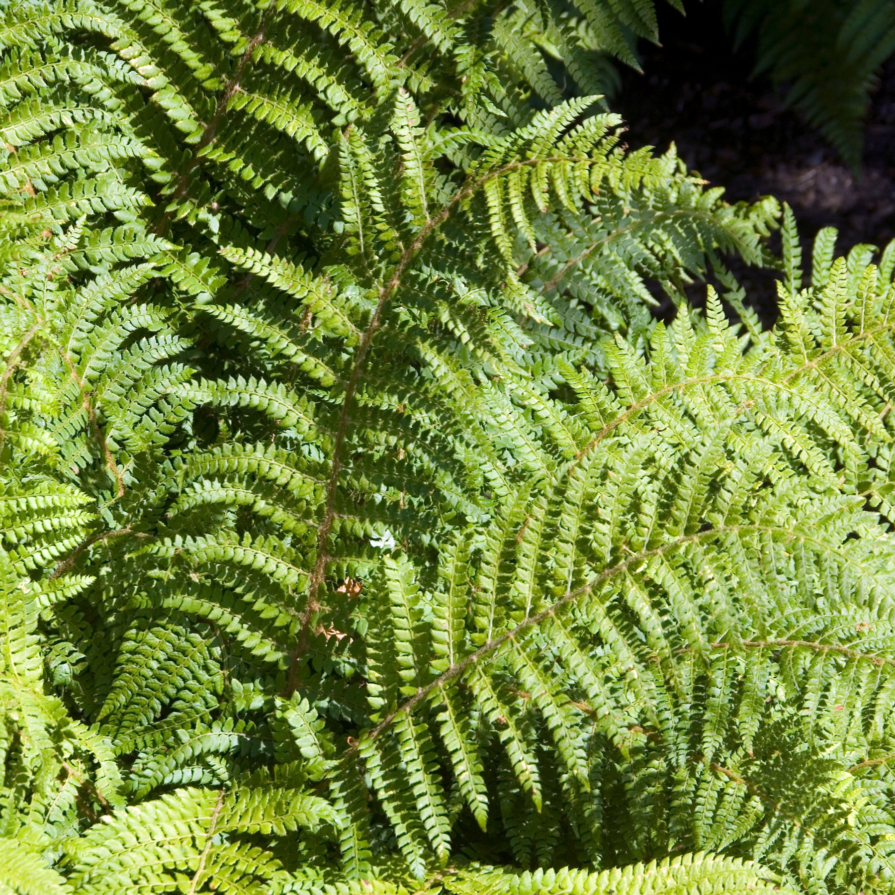 Japanische Aspidie Bärentatzen - Polystichum polyblepharum - Willemse