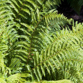 Japanische Aspidie Bärentatzen - Polystichum polyblepharum - Willemse