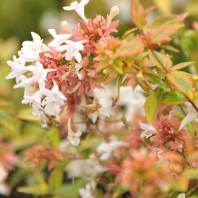 Abelie ‘Kaleidoscope’® - Willemse