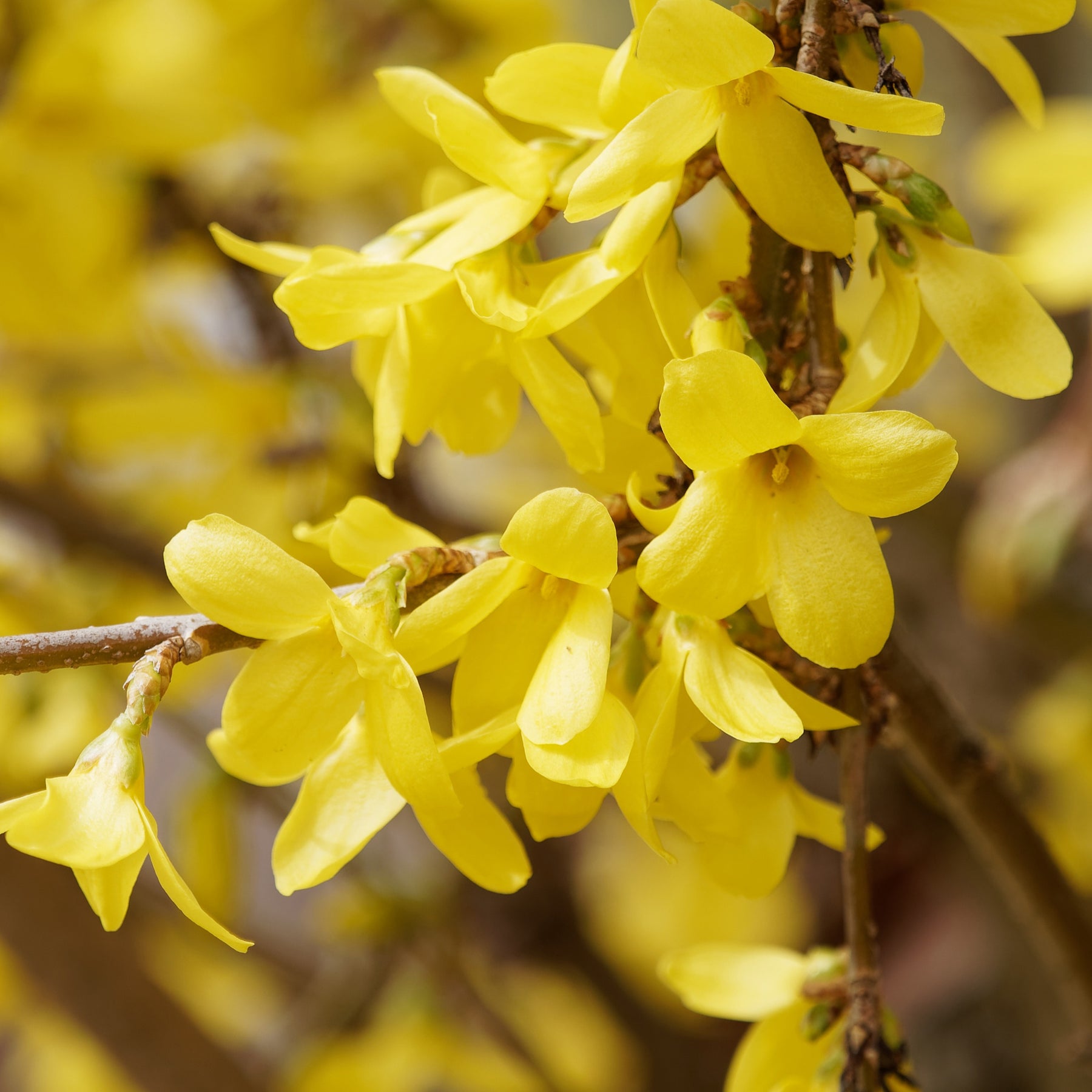 Forsythia Marée d'Or ® - Forsythie ‘Marée d’Or®’ - Blühende Sträucher