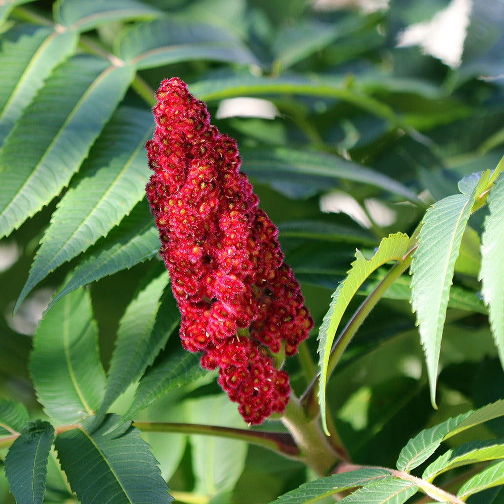 Sträucher - Essigbaum - Rhus typhina