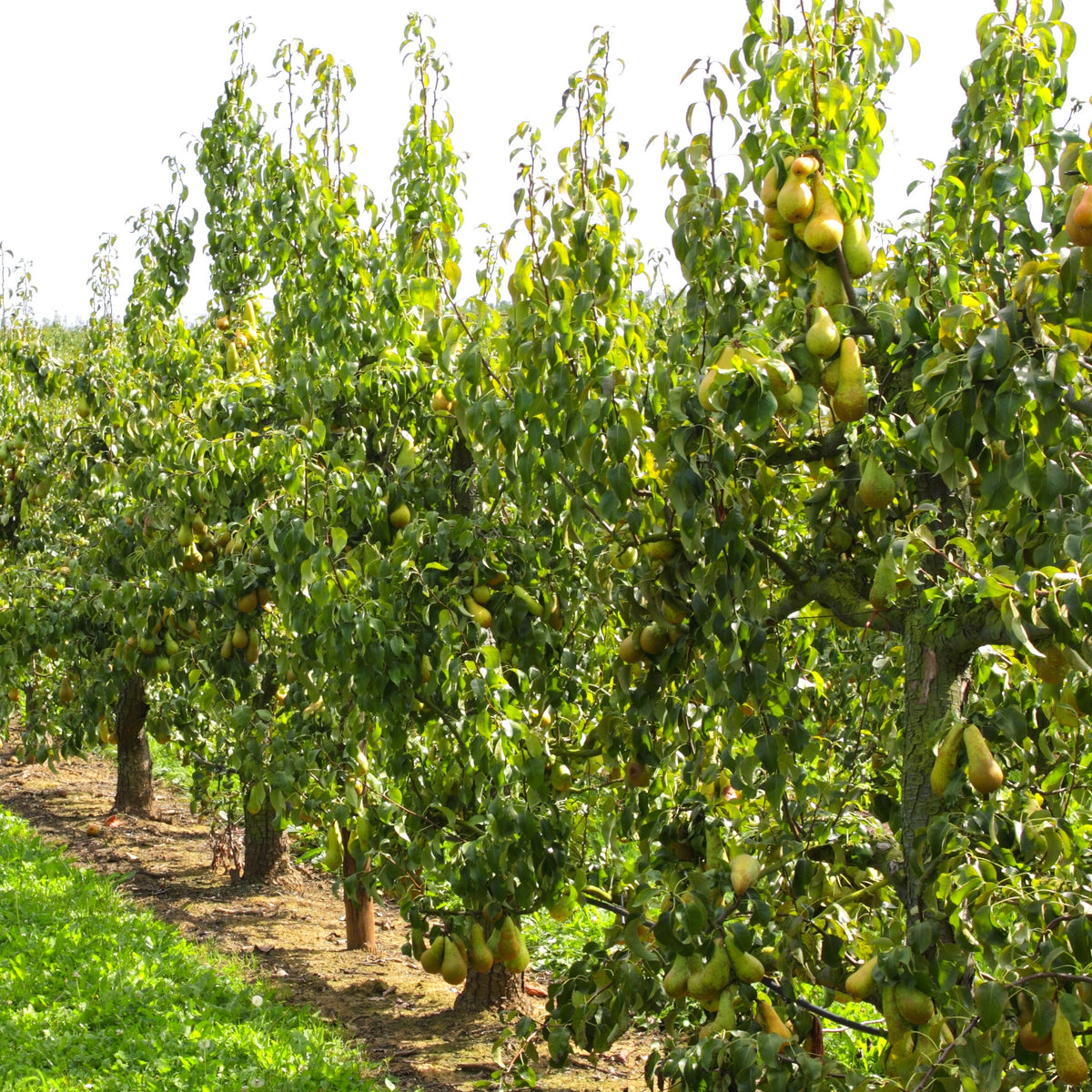 Birnbaum Abate Fetel - Willemse