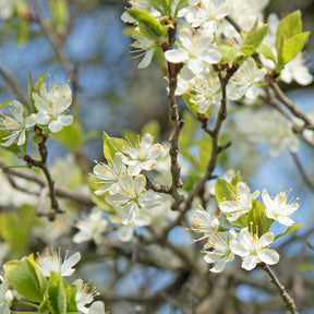Pflaume 'Reineclaude Dorée' - Prunus domestica reine-claude dorée - Willemse
