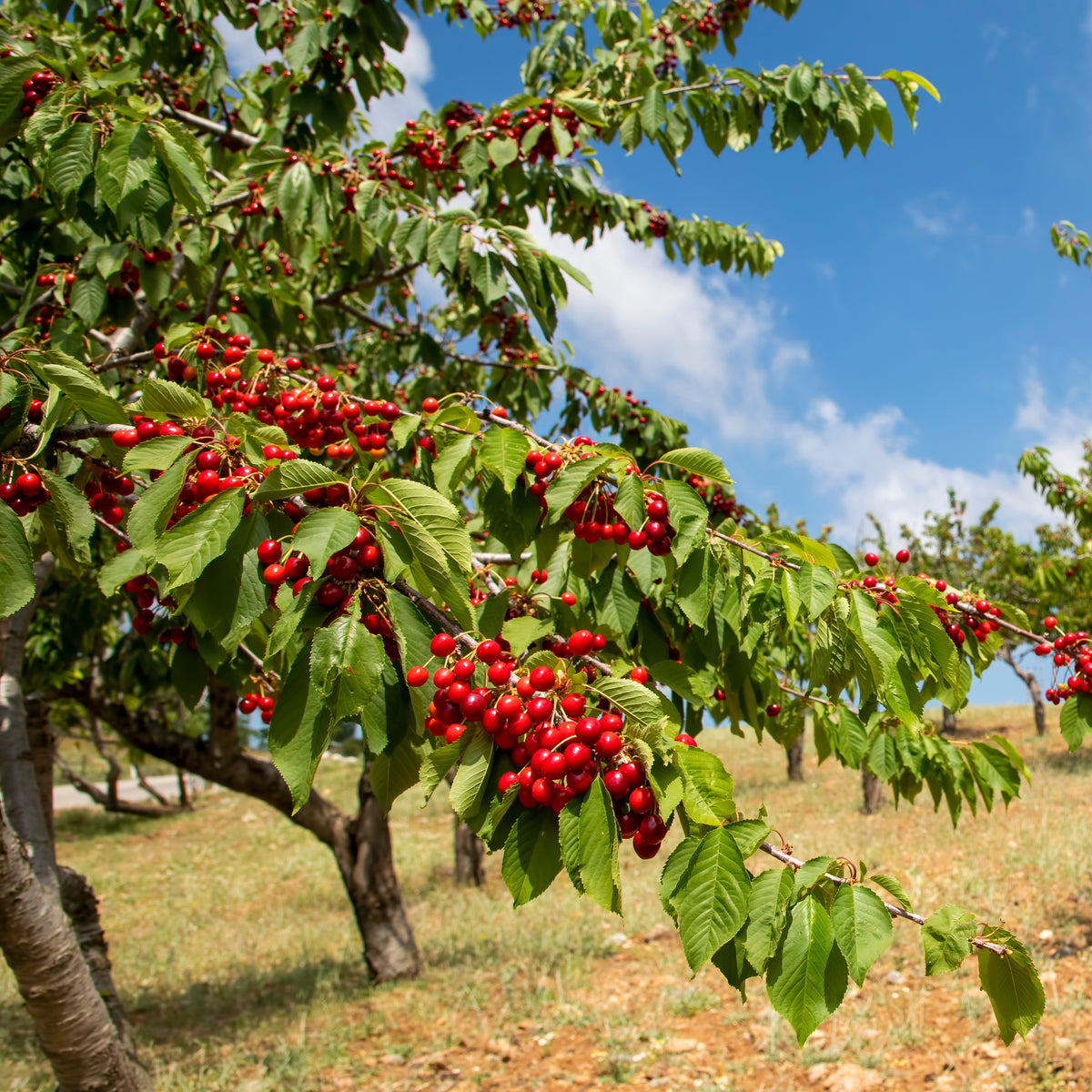 Kirschbaum Taubenherz - Willemse