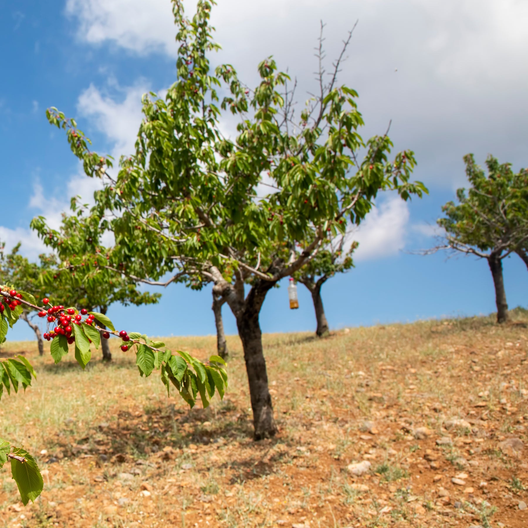 Kirschbaum Taubenherz - Prunus avium coeur de pigeon - Willemse