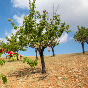 Kirschbaum Taubenherz - Prunus avium coeur de pigeon - Willemse