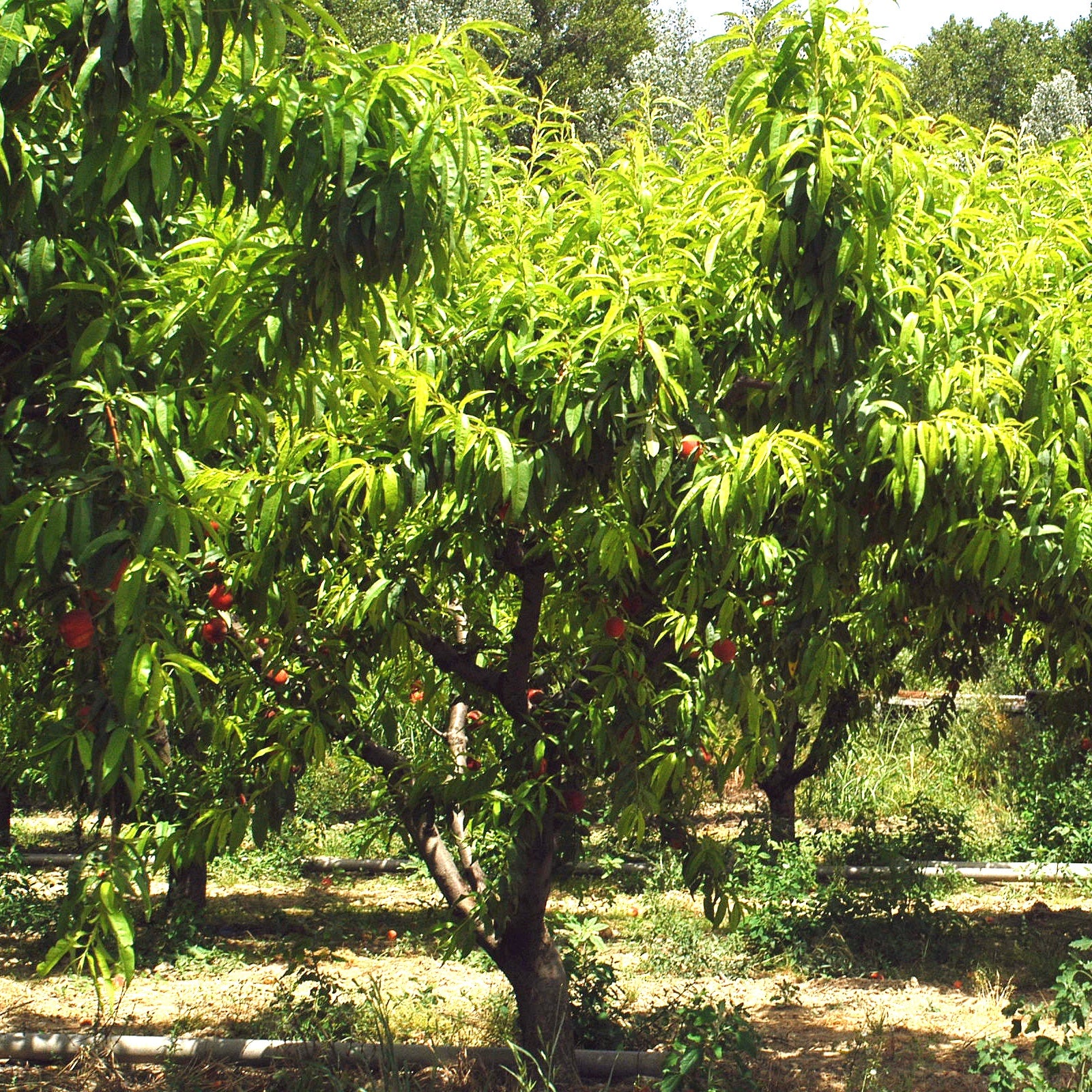 Pfirsich Red Haven - Willemse