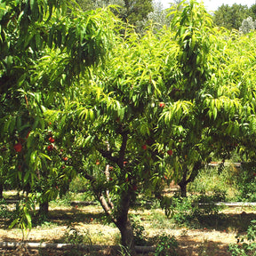 Pfirsich Red Haven - Willemse