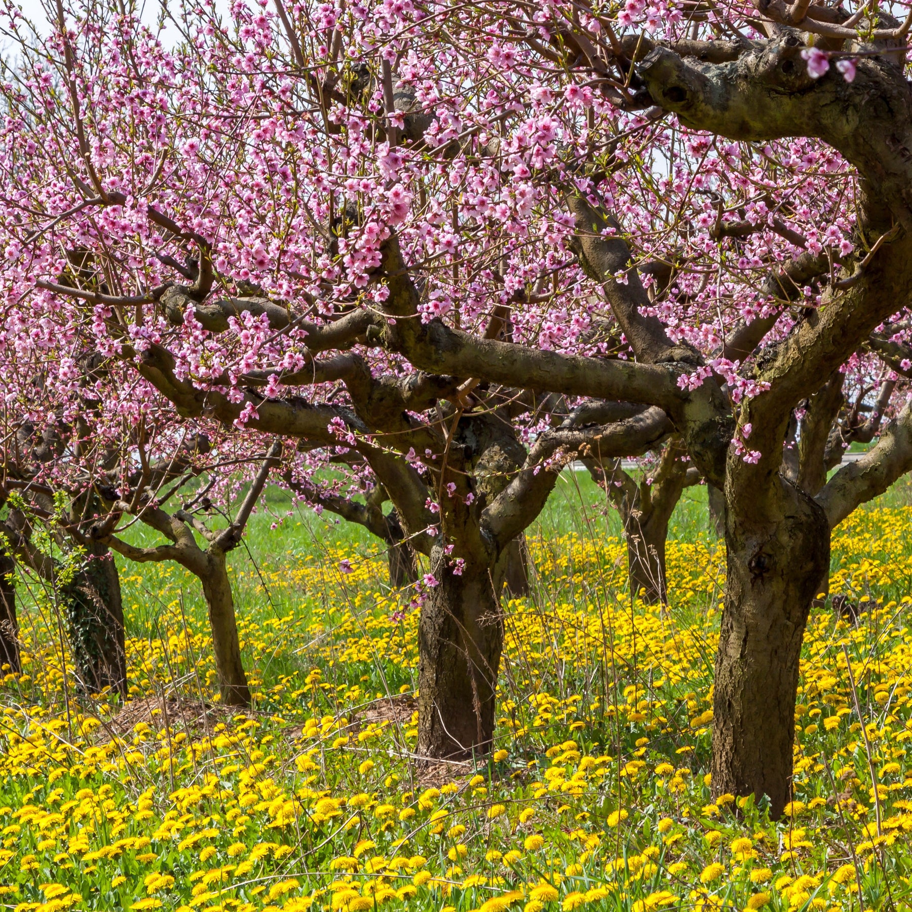 Pfirsich Red Haven - Prunus persica red haven - Willemse
