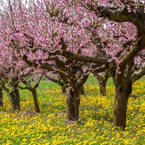 Pfirsich Red Haven - Prunus persica red haven - Willemse