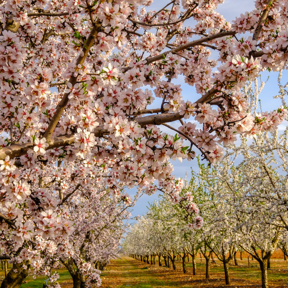 Mandelbaum ‘Texas’ - Prunus dulcis Texas - Willemse