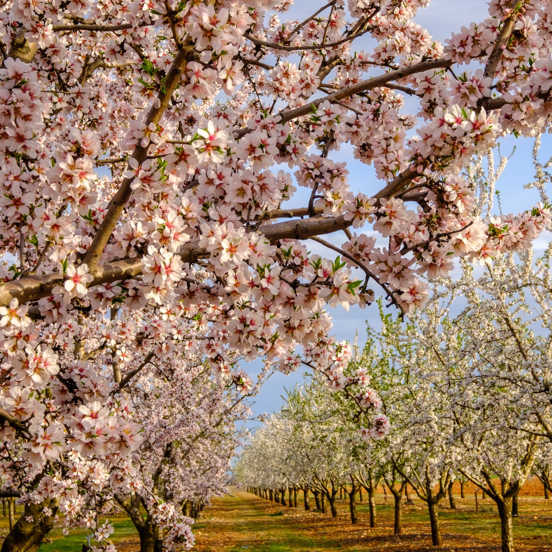 Mandelbaum ‘Texas’ - Prunus dulcis Texas - Willemse