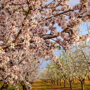 Mandelbaum ‘Texas’ - Prunus dulcis Texas - Willemse