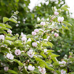 Cydonia oblonga - Quittenbaum - Fruchtbäume