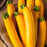 Zucchini Lingodor F1 - Willemse