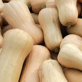 Butternut-Kürbis Pflanzen ‘Sibelle’ F1 (x3) - Willemse