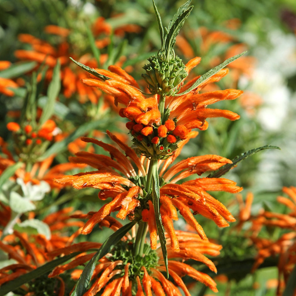 Löwenschwanz - Leonotis leonurus - Willemse
