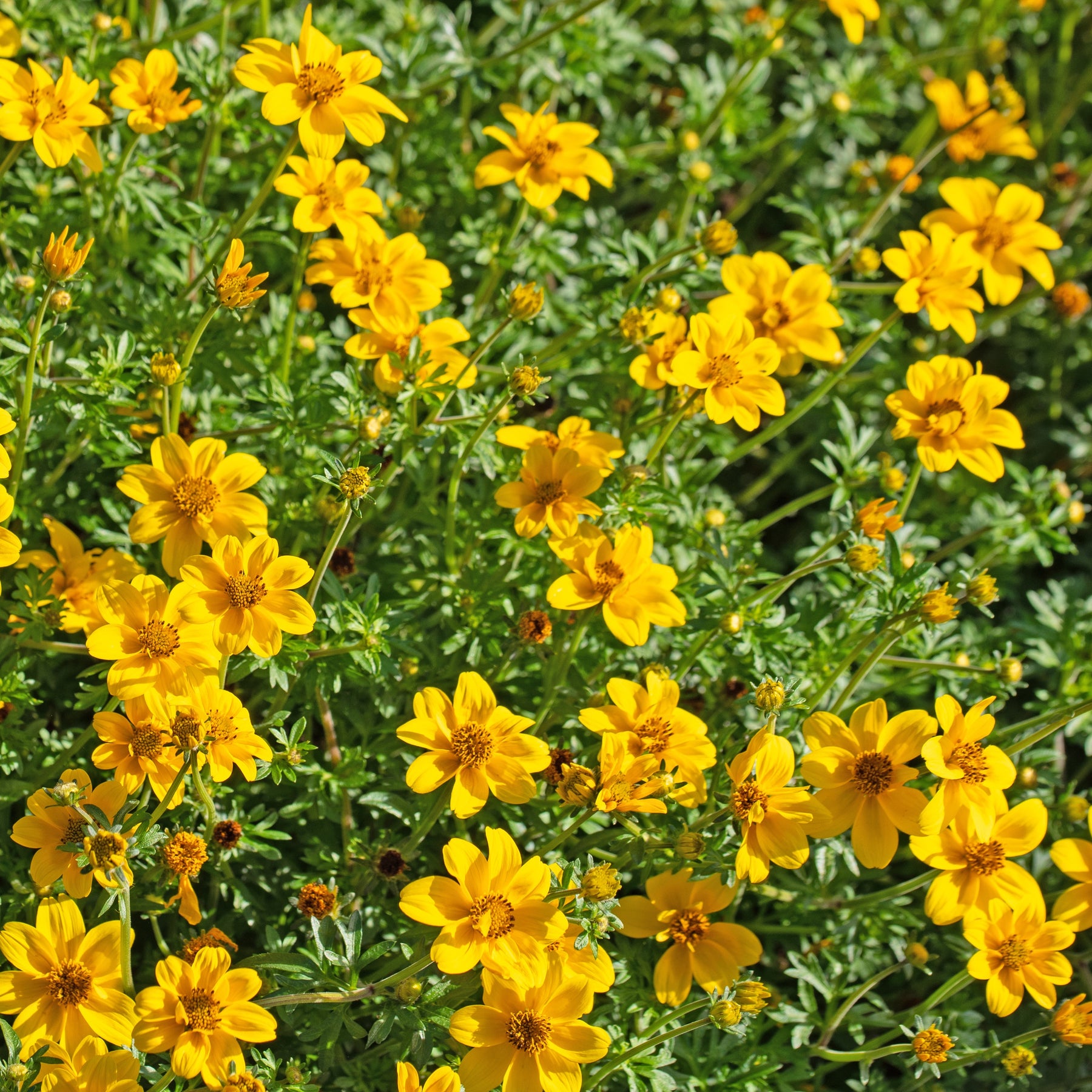 Zweizahn (Bidens) (x3) - Bidens ferulifolia - Willemse