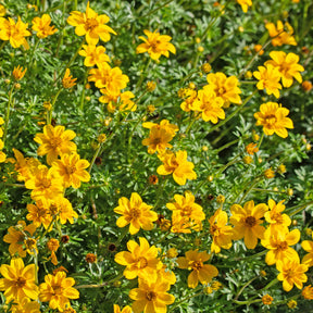 Zweizahn (Bidens) (x3) - Bidens ferulifolia - Willemse