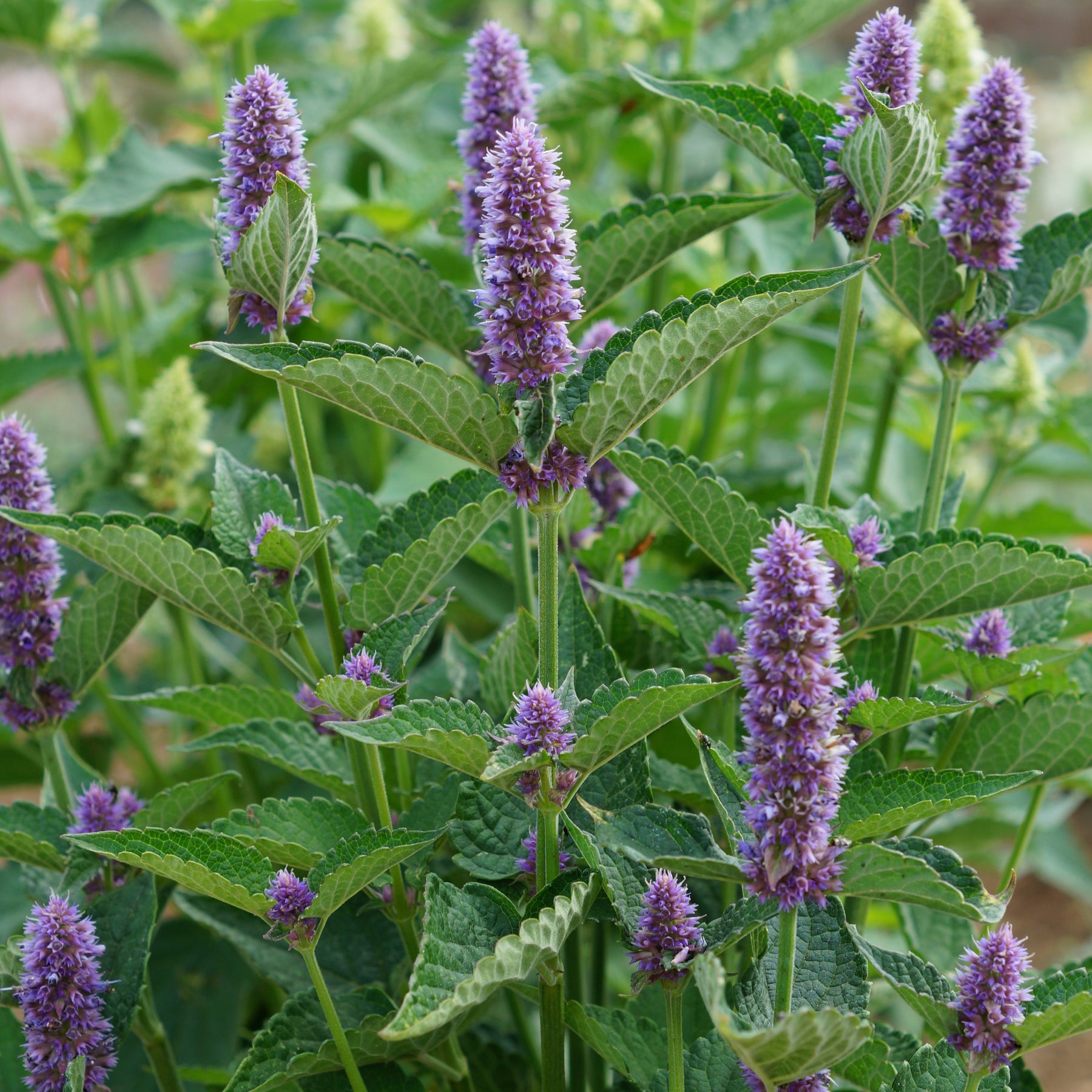 Agastache Black Adder - Willemse