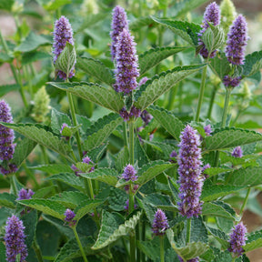 Agastache Black Adder - Willemse