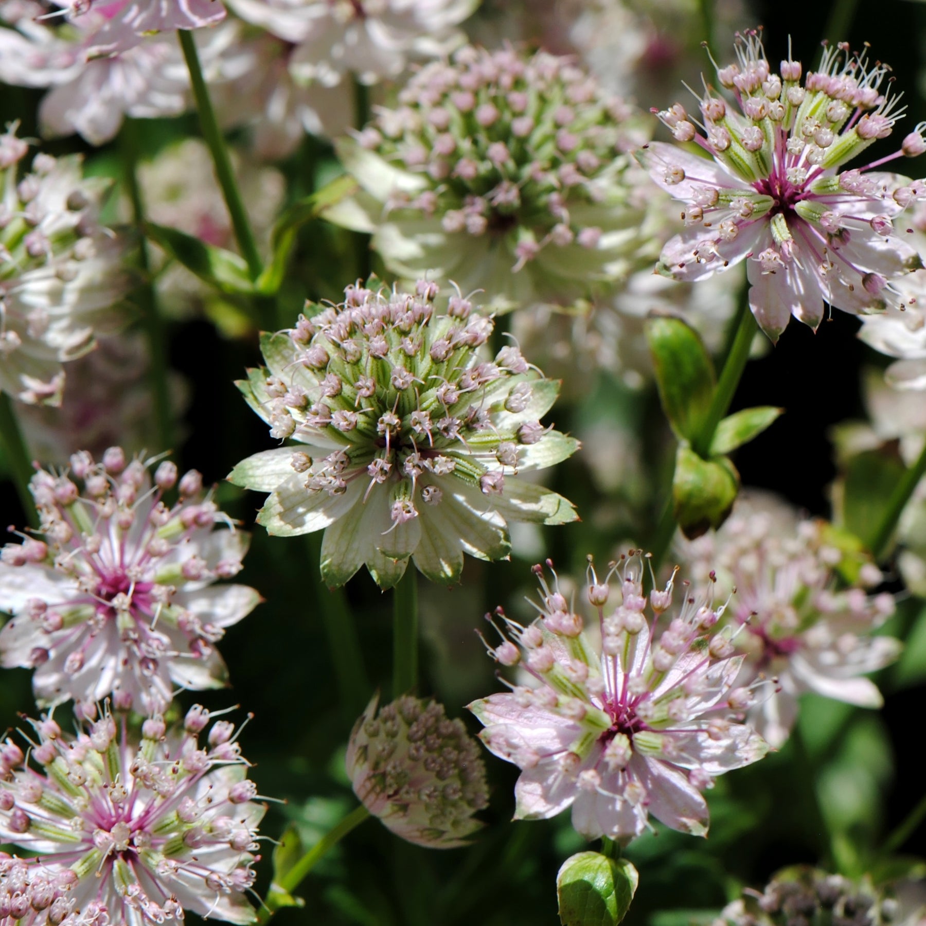 Große Sterndolde Buckland - Astrantia major Buckland - Willemse