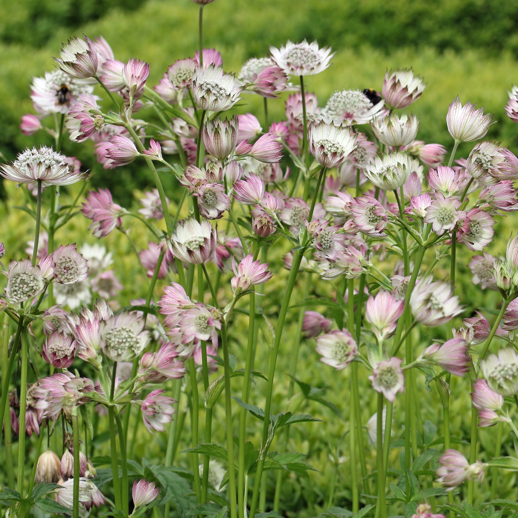 Astrantia - Große Sterndolde Buckland - Astrantia major Buckland